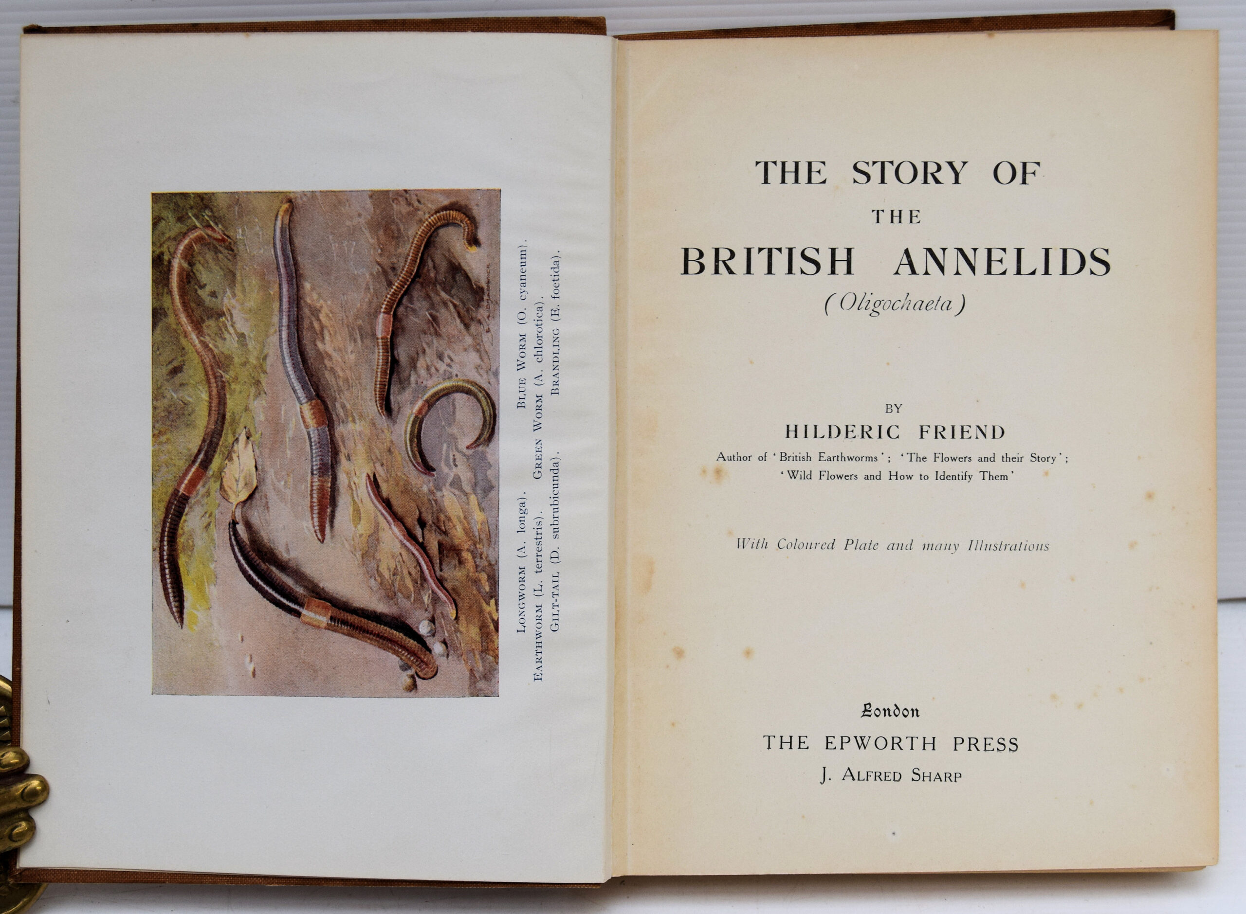 THE STORY OF THE BRITISH ANNELIDS - Image 2