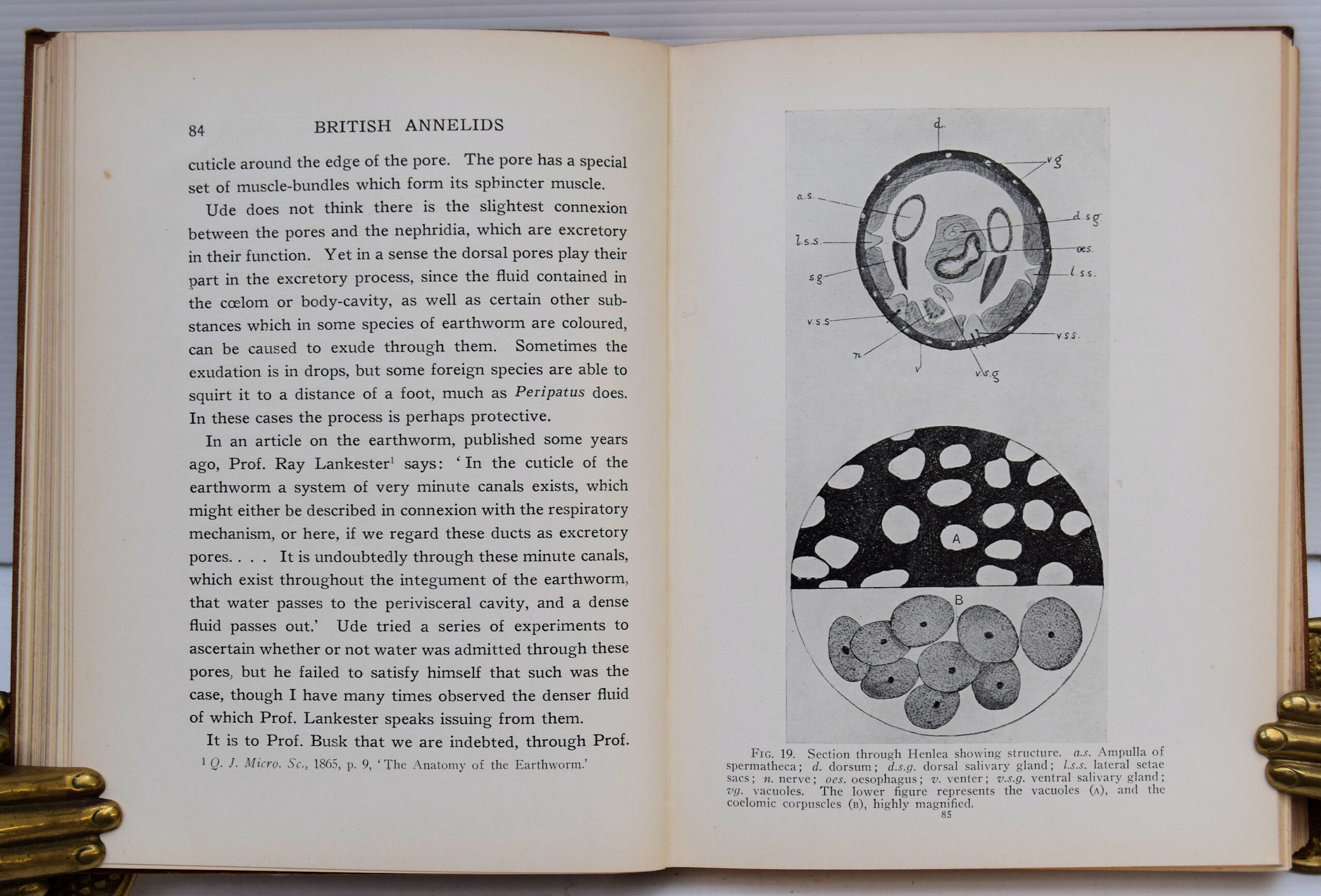 THE STORY OF THE BRITISH ANNELIDS - Image 3