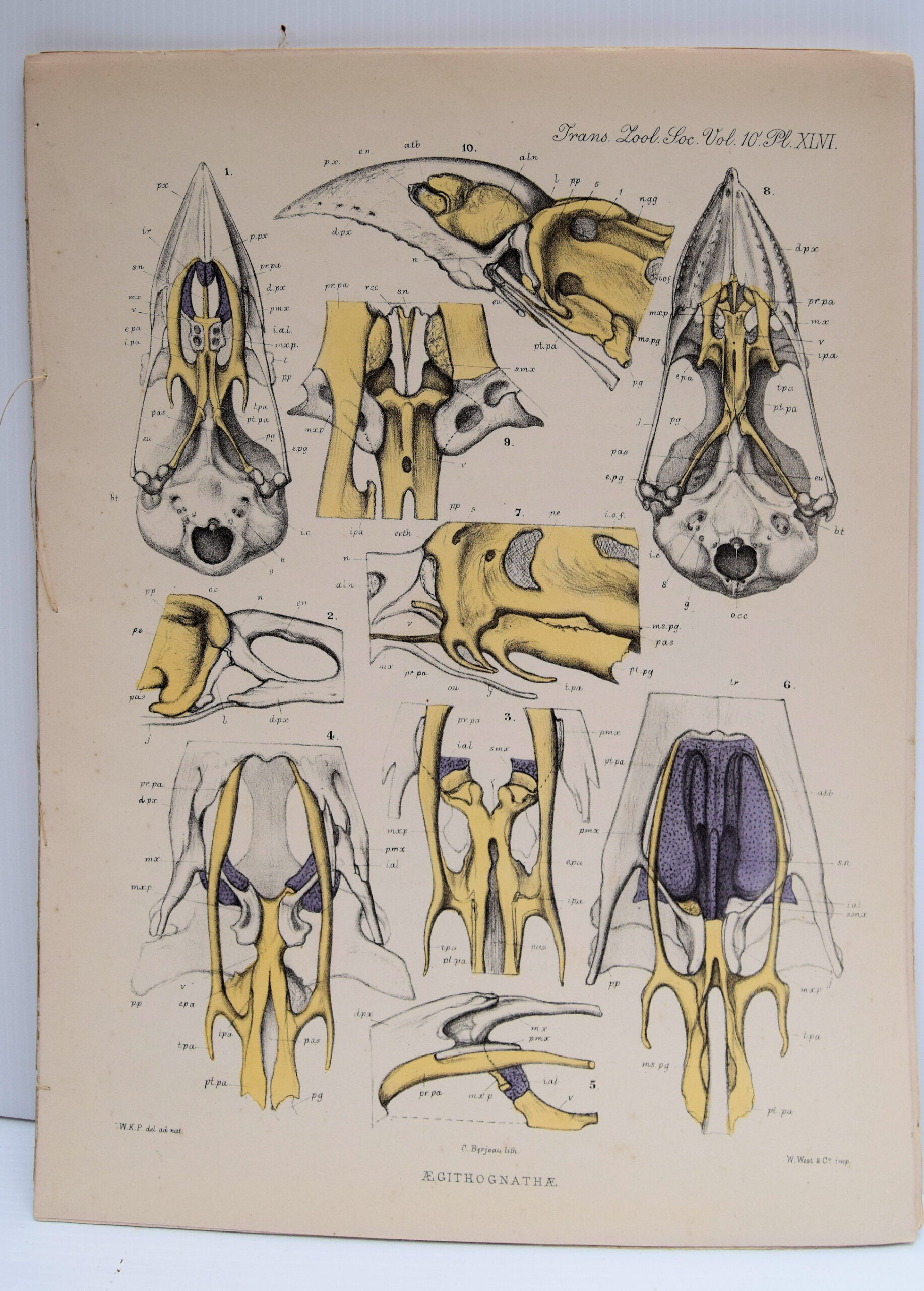 TRANSACTIONS OF THE ZOOLOGICAL SOCIETY OF LONDON.. - Image 3