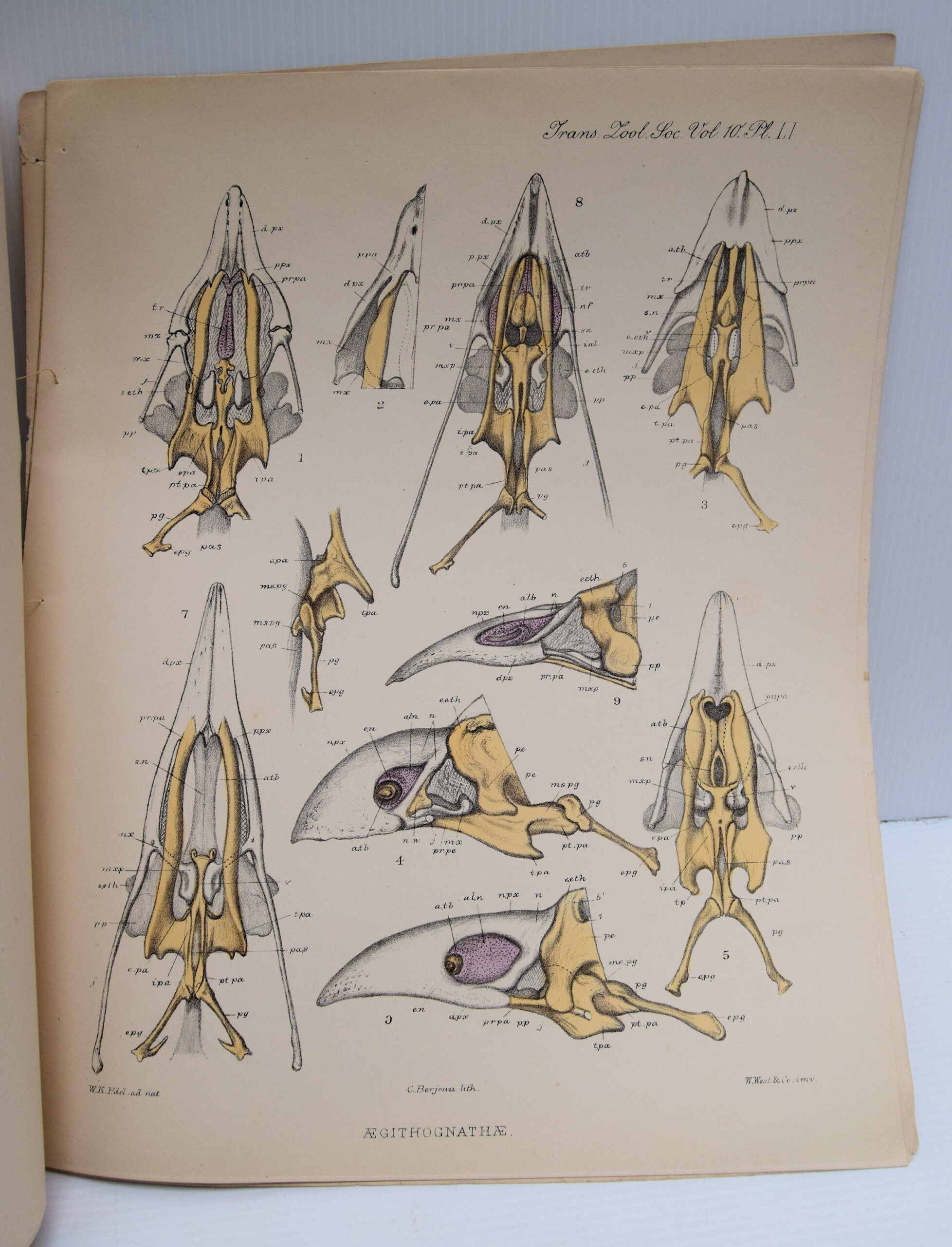 TRANSACTIONS OF THE ZOOLOGICAL SOCIETY OF LONDON.. - Image 2