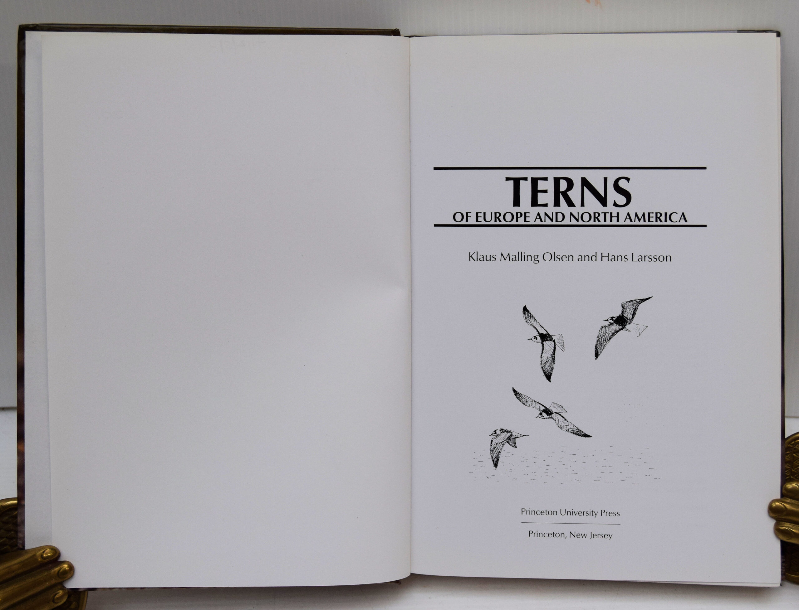 TERNS OF EUROPE AND NORTH AMERICA. - Image 2