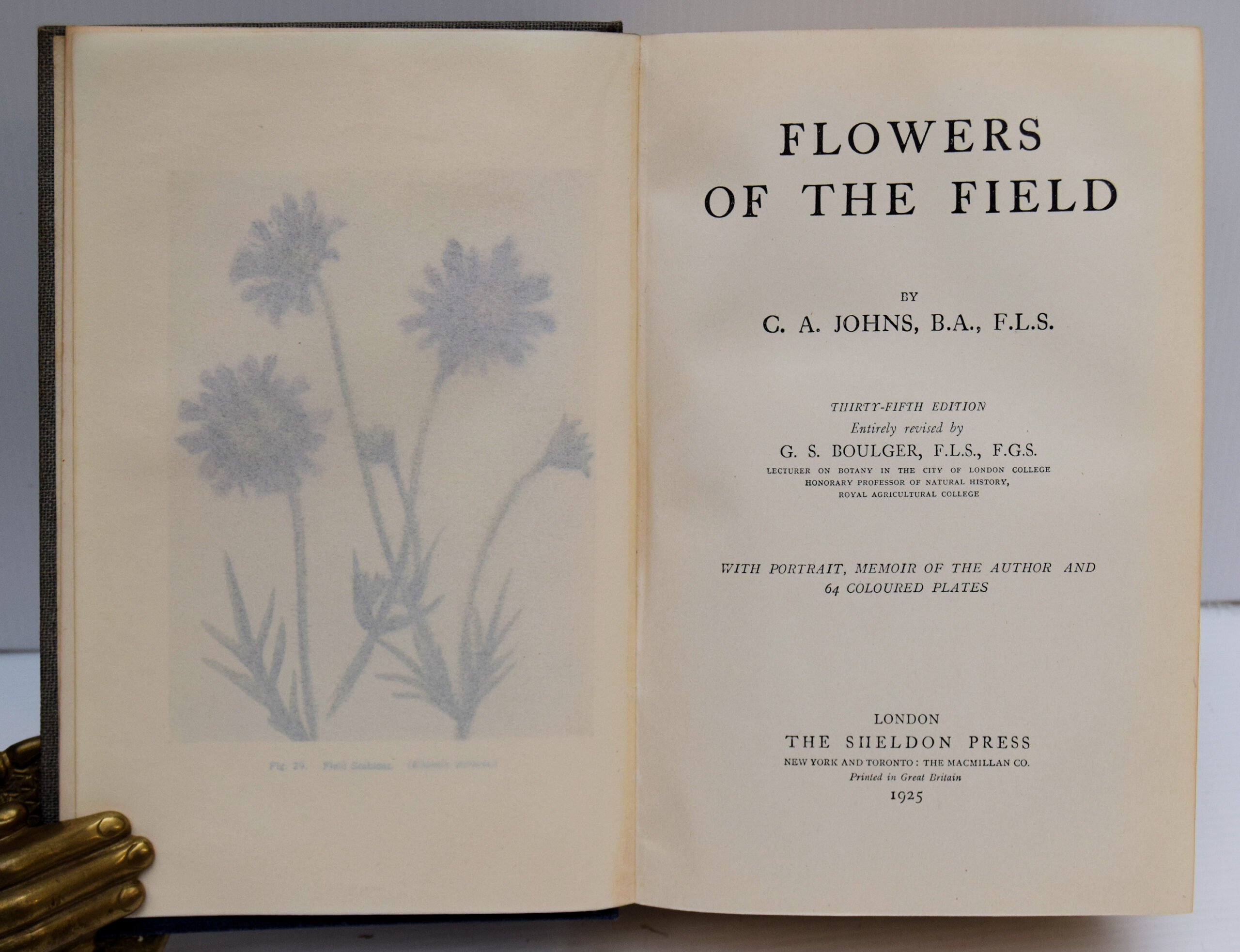 FLOWERS OF THE FIELD. - Image 2