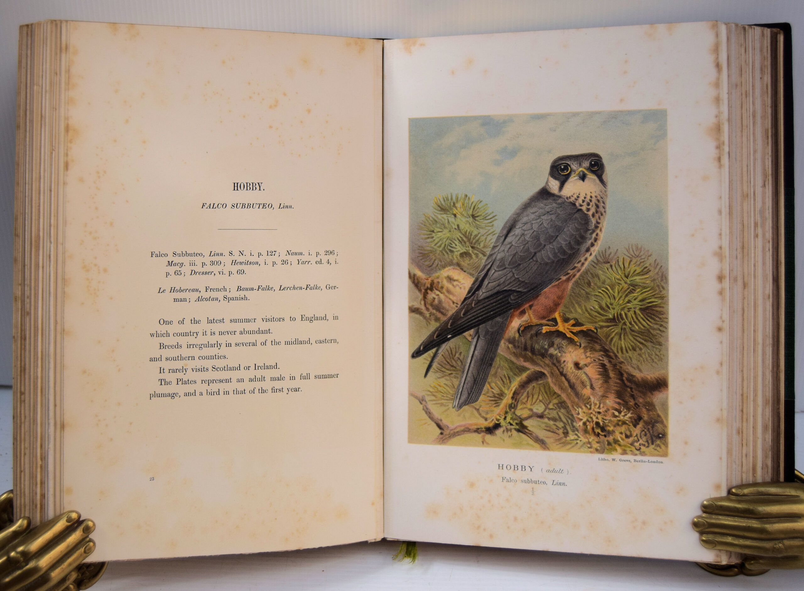 Coloured figures of the birds of the British Islands - Image 4