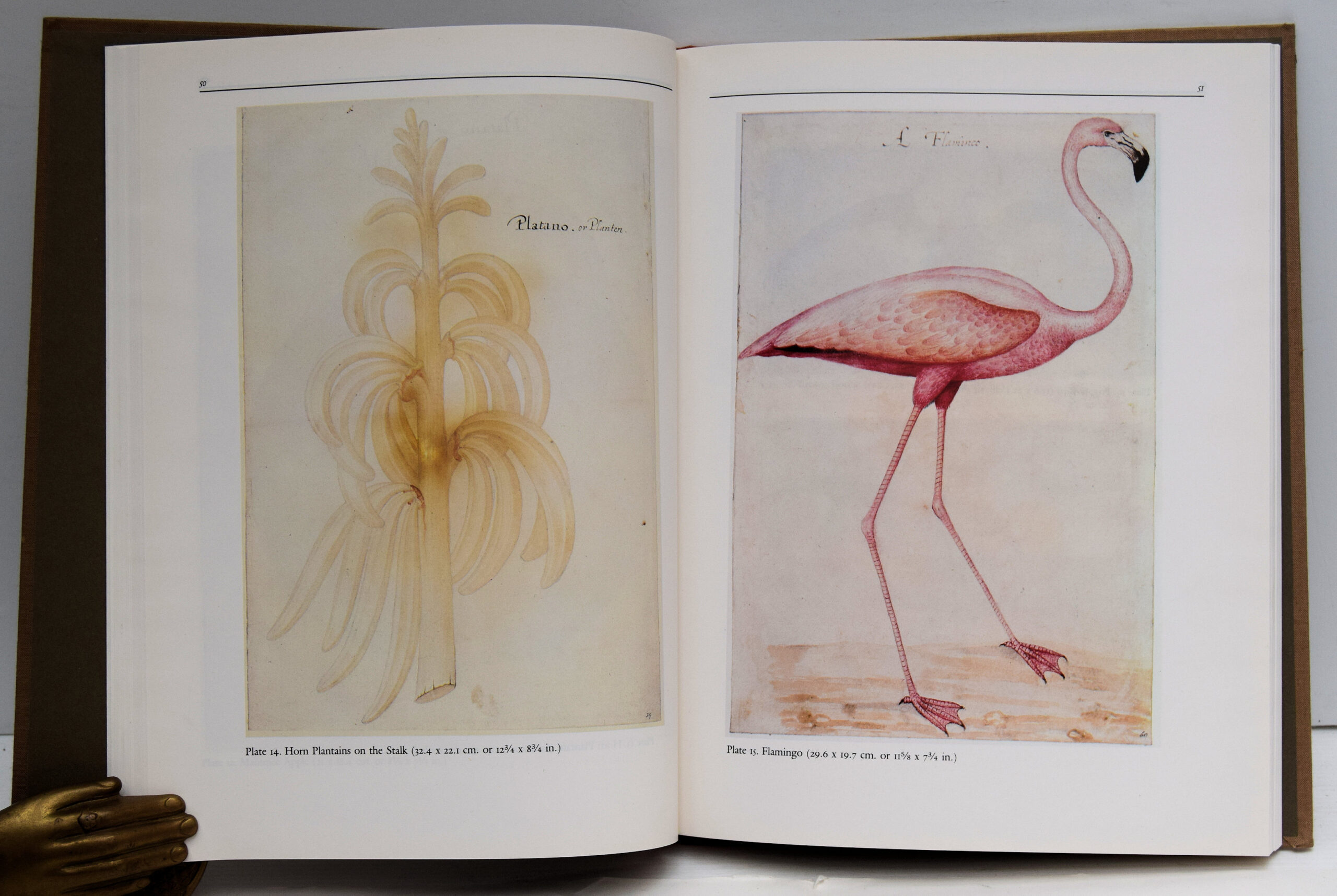 AMERICA 1585 THE COMPLETE DRAWINGS OF JOHN WHITE. - Image 3